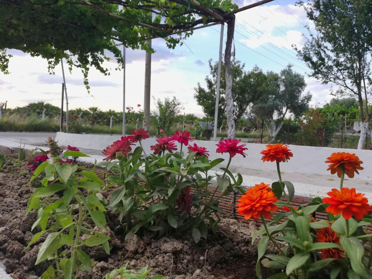 Alibaba Villa Near Airport And Beachダラマン エクステリア 写真